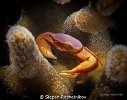 Inhabitant of coral by Stepan Reshetnikov 